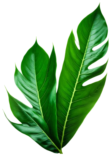 tropical leaf,tropical leaf pattern,coconut leaf,mape leaf,walnut leaf,jungle leaf,palm leaf,leaf background,fern leaf,tree leaf,custody leaf,green leaf,palm leaves,oleaceae,fig leaf,fan leaf,banana leaf,spring leaf background,foliage leaf,chestnut leaf,Conceptual Art,Daily,Daily 11