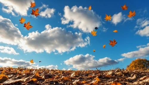autumn background,sky of autumn,autumnal leaves,fallen leaves,autumn sky,fall leaves,autumn icon,autumn leaves,leaves in the autumn,falling on leaves,throwing leaves,autumn theme,fall landscape,fall,fall leaf,autumn leaf paper,autumn day,fall from the clouds,autumn leaf,leaf background,Photography,General,Realistic