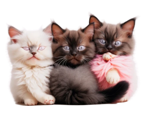 kittens,birman,cats angora,cat family,baby cats,siamese cat,siamese,mallow family,cute cat,breed cat,cute animals,felines,cat lovers,cat image,vintage cats,small to medium-sized cats,cattles,pink family,american wirehair,cats,Art,Classical Oil Painting,Classical Oil Painting 25