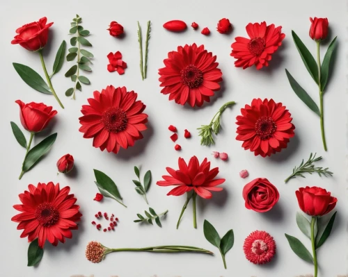 flowers png,floral digital background,minimalist flowers,red anemones,red ranunculus,red flowers,ranunculus red,flower art,floral background,cut flowers,flower background,red blooms,flower painting,red petals,red carnations,paper flower background,flower wall en,klatschmohn,poppy red,red carnation,Unique,Design,Knolling