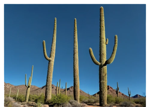 organ pipe cactus,saguaro,sonoran desert,cacti,sonoran,cactus,organ pipe,dutchman's-pipe cactus,arizona,desert plant,arizona-sonora desert museum,desert plants,ocotillo,peniocereus,san pedro cactus,fishbone cactus,az,tucson,cactus apples,cactus digital background,Illustration,Children,Children 03