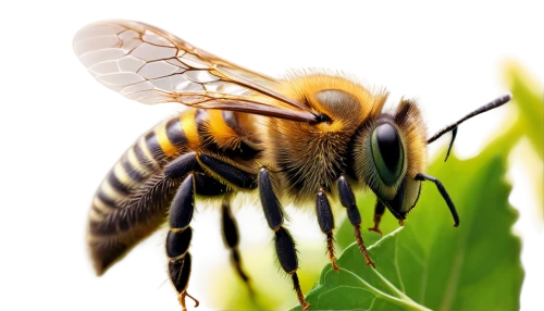 bee,western honey bee,apis mellifera,pollinator,colletes,wild bee,giant bumblebee hover fly,honey bees,bees,honeybees,beekeeping,drone bee,bombus,fur bee,beekeeper plant,bee pollen,pollinate,honeybee,honey bee,pollination,Photography,Fashion Photography,Fashion Photography 11