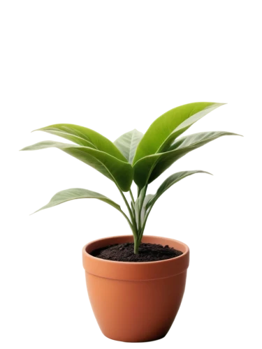 potted palm,potted plant,rank plant,money plant,plant pot,oil-related plant,container plant,pot plant,houseplant,citronella,androsace rattling pot,areca nut,indoor plant,dark green plant,plant,thick-leaf plant,growth icon,green plant,bellenplant,ensete,Photography,Fashion Photography,Fashion Photography 20