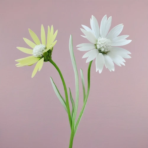 minimalist flowers,flowers png,white cosmos,ornithogalum umbellatum,crepis paludosa,tuberose,white daisies,tulip white,twin flowers,marguerite daisy,the white chrysanthemum,white chrysanthemum,white lily,spathoglottis,guernsey lily,white chrysanthemums,single flowers,double flower,ornithogalum,centaurium,Photography,Fashion Photography,Fashion Photography 25