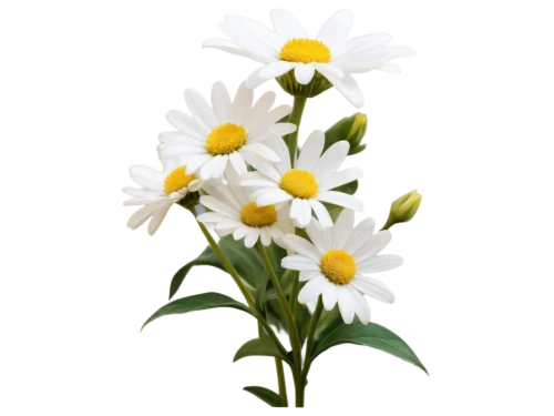 flowers png,leucanthemum,leucanthemum maximum,shasta daisy,white daisies,oxeye daisy,marguerite daisy,the white chrysanthemum,white chrysanthemum,white chrysanthemums,marguerite,heath aster,australian daisies,ox-eye daisy,chrysanthemum cherry,bellis perennis,white flowers,white floral background,xerochrysum bracteatumm,tanacetum,Art,Classical Oil Painting,Classical Oil Painting 43