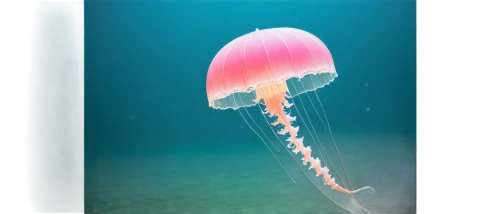 box jellyfish,cnidaria,jellyfish,portuguese man o' war,jellyfish collage,cnidarian,lion's mane jellyfish,sea jellies,marine invertebrates,sea anemone,jellyfishes,jellies,sea animals,mushroom coral,flaccid anemone,anemone honorine jobert,pterois,anemone pamina,ray anemone,zooplankton,Illustration,Japanese style,Japanese Style 12