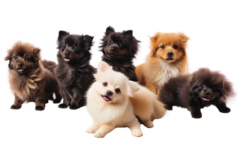 german spitz mittel,german spitz,german spitz klein,pet vitamins & supplements,dog breed,japanese spitz,dog pure-breed,ancient dog breeds,giant dog breed,pekingese,color dogs,indian spitz,schipperke,swedish lapphund,australian terrier,kennel club,keeshond,skye terrier,small breed,finnish lapphund,Photography,Artistic Photography,Artistic Photography 02