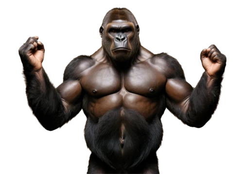 gorilla,ape,silverback,primate,chimp,kong,chimpanzee,orang utan,great apes,orangutan,baboon,king kong,bonobo,gorilla soldier,common chimpanzee,cougnou,png image,the monkey,mammalian,gibbon 5,Conceptual Art,Graffiti Art,Graffiti Art 04