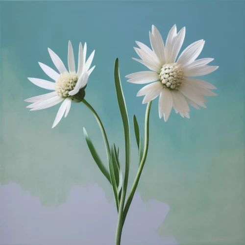 white daisies,white cosmos,marguerite daisy,flower painting,leucanthemum,minimalist flowers,flowers png,dahlia white-green,white chrysanthemum,shasta daisy,flannel flower,the white chrysanthemum,mayweed,ox-eye daisy,oxeye daisy,white chrysanthemums,white anemones,stitchwort,marguerite,daisy flowers,Photography,Fashion Photography,Fashion Photography 25