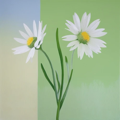 minimalist flowers,flower painting,marguerite daisy,flowers png,shasta daisy,leucanthemum,white cosmos,white daisies,ox-eye daisy,oxeye daisy,flower illustrative,marguerite,dahlia white-green,tulip white,flower art,leucanthemum maximum,common daisy,mayweed,the white chrysanthemum,daisy flowers,Photography,Fashion Photography,Fashion Photography 25