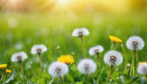 dandelion background,dandelion meadow,dandelion field,dandelions,common dandelion,taraxacum,flying dandelions,dandelion flying,dandelion flower,taraxacum officinale,dandelion,dandelion seeds,taraxacum ruderalia,meadow flowers,sun daisies,grass blossom,daisies,blooming grass,meadow plant,flowering meadow,Photography,General,Realistic