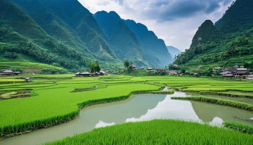 rice fields,rice field,rice paddies,ricefield,the rice field,green landscape,vietnam,rice terrace,guizhou,ha giang,guilin,rice terraces,mountainous landscape,vietnam's,karst landscape,paddy field,rice cultivation,viet nam,wuyi,yamada's rice fields,Photography,General,Realistic