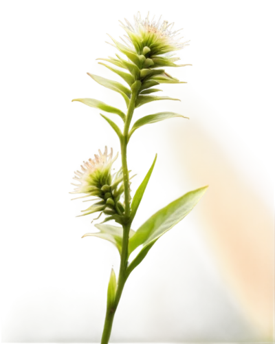 wild horsemint,teasel,yellow nutsedge,eucomis,flowers png,taraxacum officinale,fleabane,taraxacum,greater burdock,hieracium,pineapple lily,citronella,xerochrysum bracteatumm,lemon beebalm,coneflower,panicle,kniphofia,straw flower,artichoke thistle,plantago,Conceptual Art,Oil color,Oil Color 14