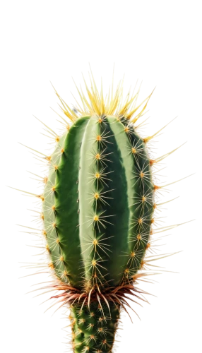 cactus digital background,cactus,prickly,san pedro cactus,cacti,fishbone cactus,aaa,prickle,peniocereus,opuntia,nopal,barrel cactus,prickly pear,cactus line art,sonoran desert,hedgehog cactus,spines,sonoran,dutchman's-pipe cactus,desert plant,Photography,Documentary Photography,Documentary Photography 21