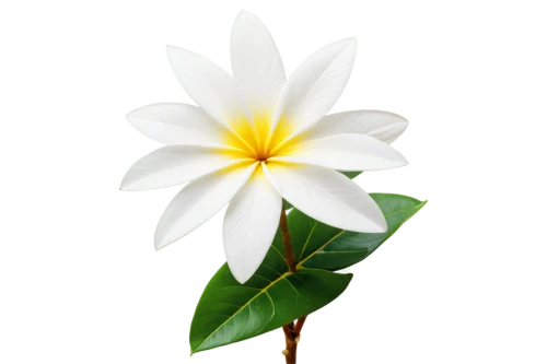 white plumeria,frangipani,plumeria,white magnolia,magnolia star,cape jasmine,flowers png,lotus png,white lily,natal lily,flower jasmine,white jasmine,southern magnolia,white trumpet lily,a beautiful jasmine,fragrant white water lily,ylang-ylang,lily flower,chinese magnolia,minimalist flowers,Photography,Documentary Photography,Documentary Photography 21