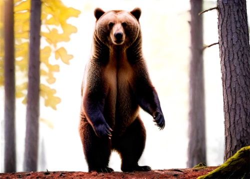 nordic bear,brown bear,cute bear,bear guardian,bear,scandia bear,little bear,grizzlies,great bear,cub,grizzly,bear cub,american black bear,grizzly cub,grizzly bear,brown bears,baby bear,forest animal,bear kamchatka,bears,Illustration,Paper based,Paper Based 03