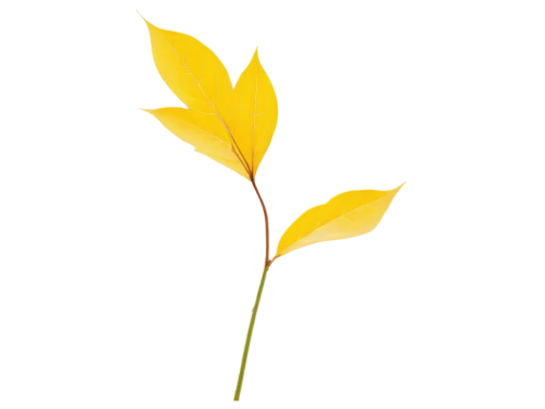 yellow leaf,spring leaf background,ginkgo leaf,golden leaf,yellow maple leaf,leaf branch,yellow leaves,young leaf,ginkgo,bay-leaf,leaf background,upright yellow sorrel,forsythia,fan leaf,autumnalis,ginkgo biloba,cleanup,yellow tabebuia,four-leaf,yellow nutsedge,Conceptual Art,Daily,Daily 15