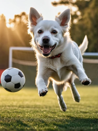 dog sports,pet vitamins & supplements,dog running,running dog,soccer kick,dog playing,cheerful dog,animal sports,disc dog,soccer ball,dog photography,dog agility,dog-photography,flying dogs,welsh cardigan corgi,flying dog,schweizer laufhund,corgi-chihuahua,cardigan welsh corgi,flyball,Photography,General,Realistic