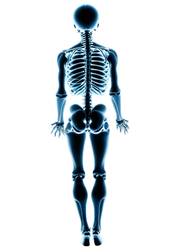 the human body,human body,skeletal structure,human skeleton,skeletal,x-ray,human body anatomy,medical radiography,human anatomy,skeleton,endoskeleton,xray,anatomical,radiography,calcium,vintage skeleton,medical imaging,humanoid,biomechanically,artificial joint,Art,Classical Oil Painting,Classical Oil Painting 41
