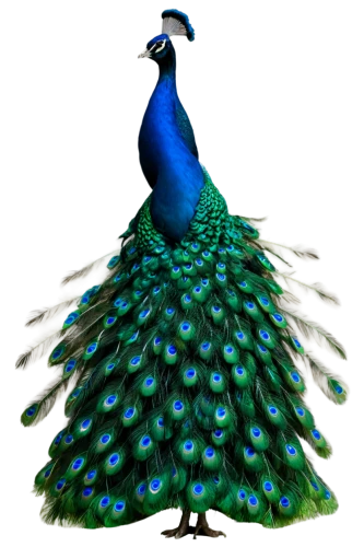 peacock,male peacock,fairy peacock,blue peacock,peafowl,peacocks carnation,bird png,peacock feathers,an ornamental bird,plumage,ornamental bird,cleanup,blue parrot,green jay,decoration bird,summer plumage,dress form,green bird,perico,patrol,Illustration,Retro,Retro 18