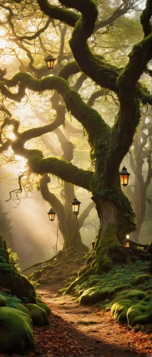 fairytale forest,fairy forest,enchanted forest,elven forest,forest glade,magic tree,celtic tree,beech forest,forest tree,oak tree,crooked forest,the roots of trees,fantasy picture,germany forest,old-growth forest,dragon tree,fantasy landscape,forest of dreams,holy forest,tree grove,Illustration,American Style,American Style 05