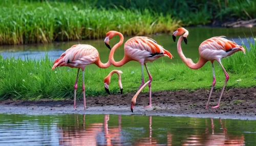 cuba flamingos,greater flamingo,flamingos,flamingoes,flamingo couple,pink flamingos,two flamingo,doñana national park,pink flamingo,cranes from eberswalde,flamingo,group of birds,wildlife reserve,gujarat birds,zoo planckendael,storks,grey crowned cranes,flamingo pattern,small wading birds,white storks,Photography,General,Realistic