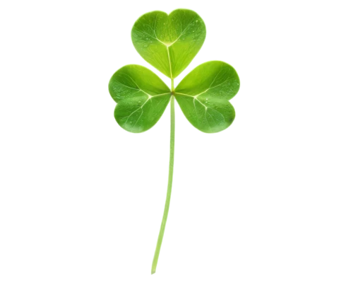 4-leaf clover,medium clover,five-leaf clover,a four leaf clover,4 leaf clover,four-leaf clover,four leaf clover,three leaf clover,lucky clover,shamrock,clovers,long ahriger clover,symbol of good luck,narrow clover,patrol,clover leaves,shamrock balloon,shamrocks,cleanup,redwood sorrel,Conceptual Art,Daily,Daily 29