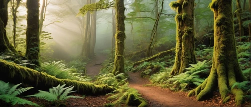 forest path,tropical and subtropical coniferous forests,green forest,elven forest,old-growth forest,forest landscape,aaa,forest road,rain forest,hiking path,enchanted forest,foggy forest,northwest forest,redwoods,fairy forest,forest glade,deciduous forest,forest background,greenforest,riparian forest,Illustration,Retro,Retro 21