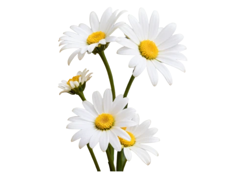 leucanthemum,flowers png,marguerite daisy,oxeye daisy,white daisies,leucanthemum maximum,shasta daisy,wood daisy background,ox-eye daisy,australian daisies,daisy flowers,common daisy,marguerite,mayweed,bellis perennis,the white chrysanthemum,barberton daisies,white chrysanthemum,daisies,daisy flower,Photography,Artistic Photography,Artistic Photography 09