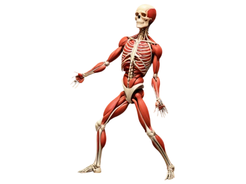 muscular system,human body anatomy,articulated manikin,skeletal structure,skeletal,human skeleton,anatomical,human anatomy,anatomy,rmuscles,the human body,skeleton,a wax dummy,human body,biomechanically,kinesiology,muscle angle,deep tissue,skeleltt,blood circulation,Illustration,Vector,Vector 15