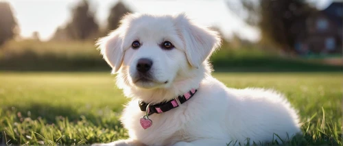 maremma sheepdog,afghan hound,old english sheepdog,borzoi,bearded collie,great pyrenees,kuvasz,livestock guardian dog,rough collie,berger blanc suisse,sealyham terrier,spinone italiano,longhaired whippet,polish tatra sheepdog,silken windhound,bosnian coarse-haired hound,pyrenean mastiff,white shepherd,saluki,english white terrier,Photography,Fashion Photography,Fashion Photography 07