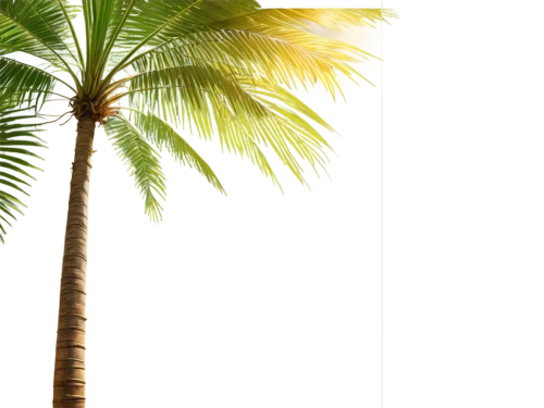 palm tree vector,coconut palm tree,palm tree silhouette,palm tree,palmtree,coconut tree,coconut palms,coconut trees,coconut palm,giant palm tree,fan palm,wine palm,palm silhouettes,palm forest,palmtrees,palm branches,palm,two palms,palm trees,palms,Unique,Design,Character Design