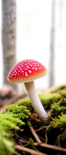 amanita,forest mushroom,toadstool,agaric,russula,small mushroom,lingzhi mushroom,mushroom landscape,edible mushroom,toadstools,champignon mushroom,blood milk mushroom,fungus,mushroom type,russula integra,agaricaceae,mushroom,anti-cancer mushroom,tree mushroom,edible mushrooms,Illustration,Realistic Fantasy,Realistic Fantasy 45
