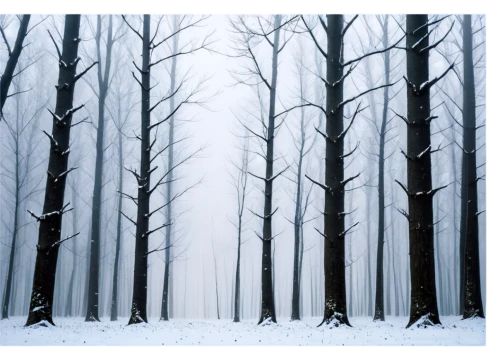 winter forest,snow trees,snow in pine trees,beech trees,coniferous forest,beech forest,birch forest,winter background,row of trees,fir forest,birch trees,wintry,pine forest,deciduous forest,winter landscape,temperate coniferous forest,snow landscape,winter magic,northern black forest,treemsnow,Illustration,Realistic Fantasy,Realistic Fantasy 08