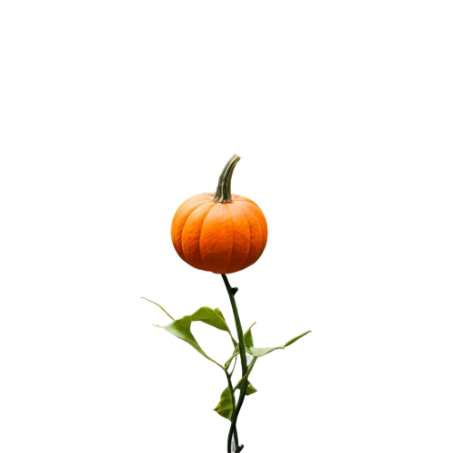 calabaza,pumpkin autumn,turkestan tulip,candy pumpkin,hokkaido pumpkin,flowers png,pumpkin,decorative pumpkins,orange flower,scarlet gourd,cucurbita,flower background,autumn pumpkins,pumkin,klatschmohn,gourd,halloween pumpkin,ikebana,white pumpkin,minimalist flowers,Art,Artistic Painting,Artistic Painting 31