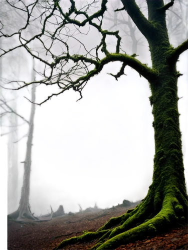 beech trees,isolated tree,tree moss,foggy forest,beech forest,creepy tree,foggy landscape,celtic tree,forest tree,the roots of trees,old gnarled oak,ordinary boxwood beech trees,european beech,tree thoughtless,gnarled,ground fog,oak tree,branching,hornbeam,dead wood,Illustration,Paper based,Paper Based 29