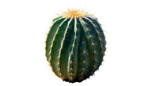 cactus digital background,nopal,cactus,opuntia,san pedro cactus,prickly pear,pitaya,peniocereus,eastern prickly pear,agave,prickly,prickle,acanthocereus tetragonus,phytolaccaceae,pitahaya,agave azul,aloe,pitahaja,cacti,dutchman's-pipe cactus,Illustration,Paper based,Paper Based 15