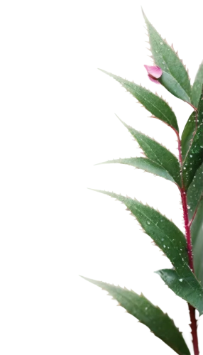 pine flower,pine cancer flower,fir branch,leucaena,raspberry leaf,smooth sumac,pine tree branch,foliage leaf,flower pine,fir needles,singleleaf pine,canadian fir,xanthorrhoeaceae,fir tree,pine branch,balsam fir,callistemon citrinus,taxus baccata,leaf bud,spruce needles,Illustration,Black and White,Black and White 24