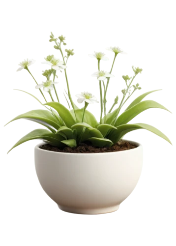 androsace rattling pot,citronella,plantago,potted plant,flower bowl,pot plant,polka plant,garden pot,flowers png,monocotyledon,plant pot,money plant,indoor plant,flowerpot,container plant,small plant,ikebana,venus flytrap,flower pot,succulent plant,Conceptual Art,Sci-Fi,Sci-Fi 25