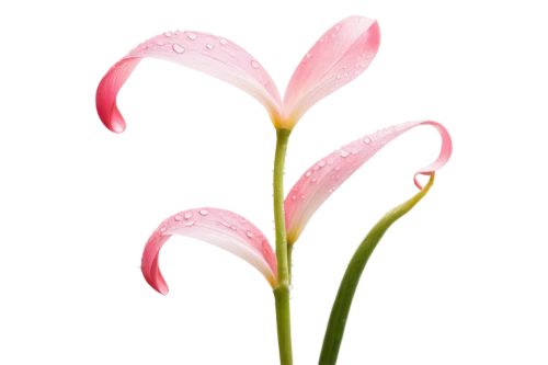 stargazer lily,flowers png,lily flower,crinum,sego lily,torch lily,anthurium,grass lily,foxtail lily,schopf-torch lily,natal lily,palm lily,spectabilis,gymea lily,grape-grass lily,lily water,rain lily,pink tulip,torch lilies,lilies,Art,Classical Oil Painting,Classical Oil Painting 34