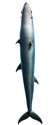 porpoise,northern whale dolphin,tursiops truncatus,white-beaked dolphin,cetacean,rough-toothed dolphin,harbour porpoise,requiem shark,remora,dorsal fin,spotted dolphin,cetacea,bull shark,blue whale,giant dolphin,common bottlenose dolphin,striped dolphin,dolphin background,flipper,shark,Conceptual Art,Daily,Daily 04