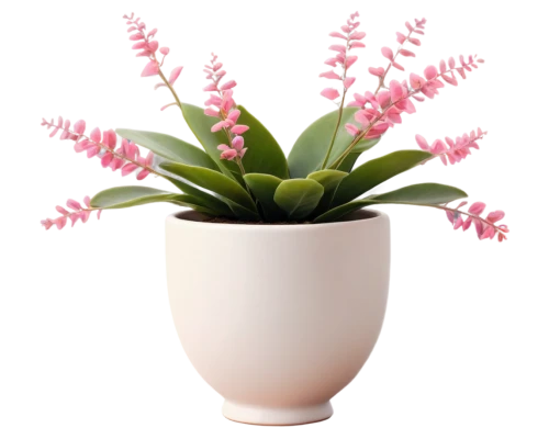 pink hyacinth,billbergia pyramidalis,crenate orchid cactus,monocotyledon,flowers png,billbergia nutans,phalaenopsis equestris,spathoglottis,androsace rattling pot,bromelia,centaurium,epidendrum,bromeliad,flowerpot,impala lily,citronella,kalanchoe,container plant,potted plant,mixed cup plant,Illustration,American Style,American Style 14