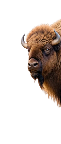 bison,buffalo,gnu,muskox,yak,ox,oxpecker,buffalo herd,bighorn ram,buffaloes,buffalo herder,bull,bos taurus,aurochs,ram,african buffalo,highland cow,cape buffalo,mouflon,bighorn,Illustration,Retro,Retro 26