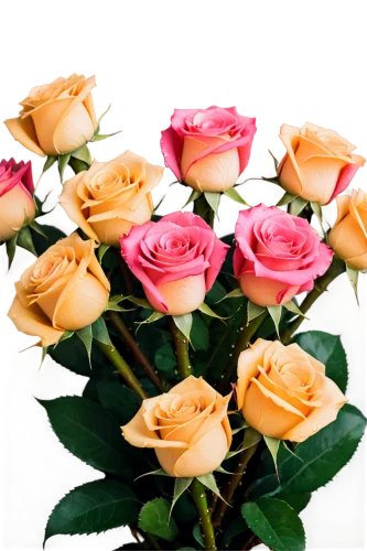 yellow rose background,flowers png,noble roses,pink roses,mini roses pink,bicolored rose,rose roses,sugar roses,garden roses,rose png,spray roses,esperance roses,rose arrangement,colorful roses,blooming roses,mini roses,rose bouquet,orange roses,arrow rose,artificial flowers,Illustration,Vector,Vector 16