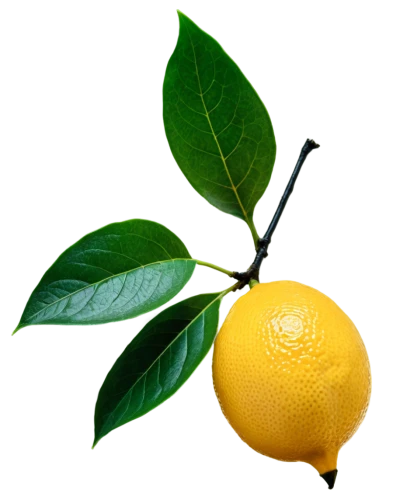 valencia orange,lemon background,lemon myrtle,limonana,meyer lemon,lemon wallpaper,lemon tree,poland lemon,lemon,citrus,bergamot,lemon tea,citrus sinensis,citron,calamondin,lemon half,lemon peel,navel orange,yuzu,minneola,Illustration,Realistic Fantasy,Realistic Fantasy 46