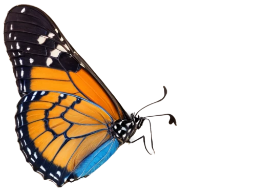 viceroy (butterfly),euphydryas,butterfly vector,orange butterfly,white admiral or red spotted purple,monarch butterfly,butterfly clip art,hesperia (butterfly),vanessa atalanta,brush-footed butterfly,checkerboard butterfly,polygonia,butterfly isolated,french butterfly,morpho peleides,morpho,vanessa (butterfly),butterfly background,c butterfly,coenonympha tullia,Illustration,Black and White,Black and White 20