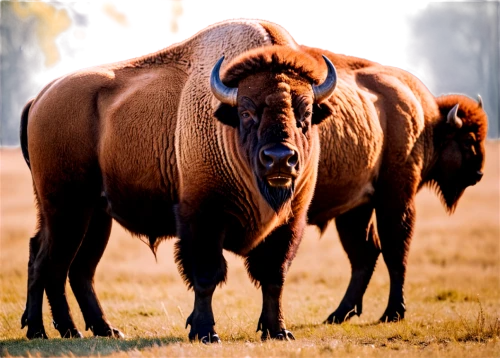 buffalo herd,bison,buffalo herder,buffalo,bighorn ram,african buffalo,elk bull,hartebeest,buffaloes,muskox,wildebeest,buffalos,cape buffalo,black-brown mountain sheep,przewalski's horse,pair of ungulates,aurochs,bighorn,gnu,bactrian camel,Illustration,Vector,Vector 17