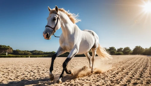 albino horse,a white horse,arabian horse,haflinger,belgian horse,arabian horses,equine,white horse,quarterhorse,dressage,dream horse,beautiful horses,draft horse,palomino,equestrian,thoroughbred arabian,pony mare galloping,endurance riding,horse breeding,equestrian sport,Photography,General,Realistic