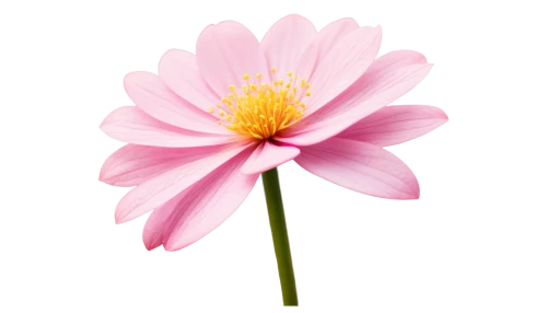 pink chrysanthemum,flowers png,dahlia pink,cosmos flower,gerbera,gerbera flower,pink flower,pink anemone,wood daisy background,chrysanthemum background,flower background,two-tone flower,pink cosmea,korean chrysanthemum,anemone japonica,pink dahlias,flower pink,chrysanthemum,pink floral background,pink daisies,Conceptual Art,Fantasy,Fantasy 09