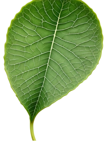 grape leaf,fig leaf,magnolia leaf,lotus leaf,custody leaf,ginkgo leaf,mammoth leaf,fan leaf,leaf vegetable,mape leaf,tropical leaf,leaf structure,beech leaf,water lily leaf,tree leaf,walnut leaf,acorn leaf,leaf,jungle leaf,giant leaf,Illustration,Realistic Fantasy,Realistic Fantasy 25